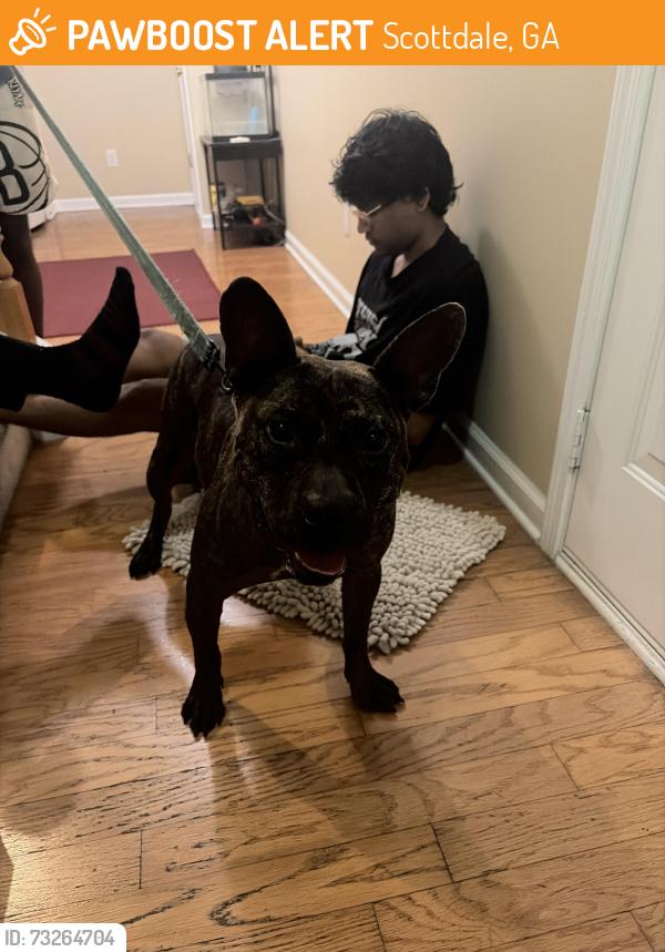 Found/Stray Male Dog last seen Lantern wood drive Scottdale ga, Scottdale, GA 30079