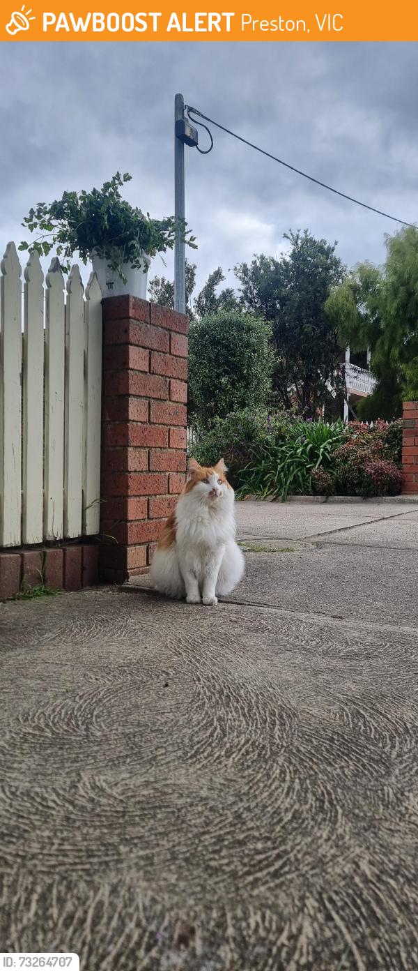 Found/Stray Unknown Cat last seen Asling street and st georges road, Preston, VIC 3072