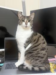 Reunited Female Cat last seen Hillside Gr, Airport West, Airport West, VIC 3042