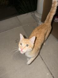 Found/Stray Male Cat last seen Near Wright Alley, Erie, CO, Erie, CO 80516