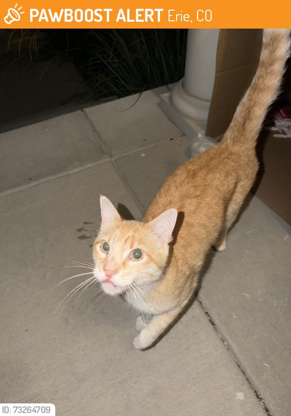 Found/Stray Male Cat last seen Near Wright Alley, Erie, CO, Erie, CO 80516