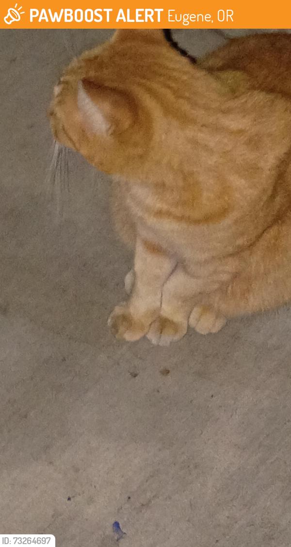 Found/Stray Male Cat last seen Near Marlow ln., Eugene, OR 97401
