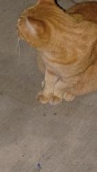 Found/Stray Male Cat last seen Near Marlow ln., Eugene, OR 97401