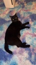 Reunited Male Cat last seen Near wentworth st, Reidsville, NC 27320