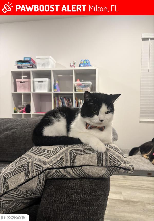 Lost Male Cat last seen Milton, Fl, Milton, FL 32571