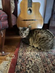 Reunited Male Cat last seen Howe parade Port Melbourne, Port Melbourne, VIC 3207