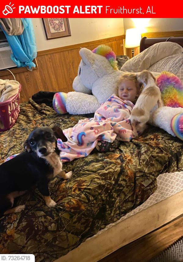Lost Male Dog last seen Camp creek church, Fruithurst, AL 36262