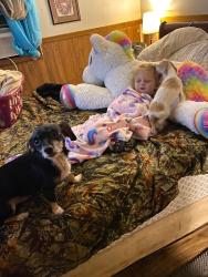 Lost Male Dog last seen Camp creek church, Fruithurst, AL 36262