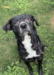 Reunited Male Dog last seen Near Cairntosh St, Houston, TX 77084, USA, Houston, TX 77084