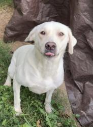 Reunited Female Dog last seen Near Cairntosh St, Houston, TX 77084, USA, Houston, TX 77084
