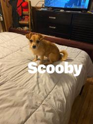 Lost Male Dog last seen Camp ground church, Fruithurst, AL 36262
