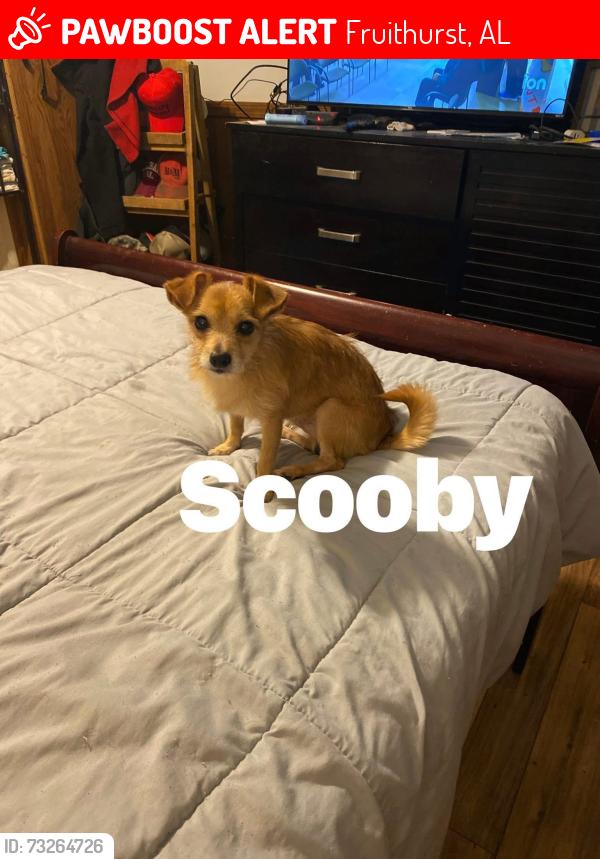 Lost Male Dog last seen Camp ground church, Fruithurst, AL 36262
