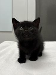Shelter Stray Male Cat last seen E 41st St & Park Ave, 64130, MO, 7077 Elmwood Ave, Kansas City, MO 64132, USA