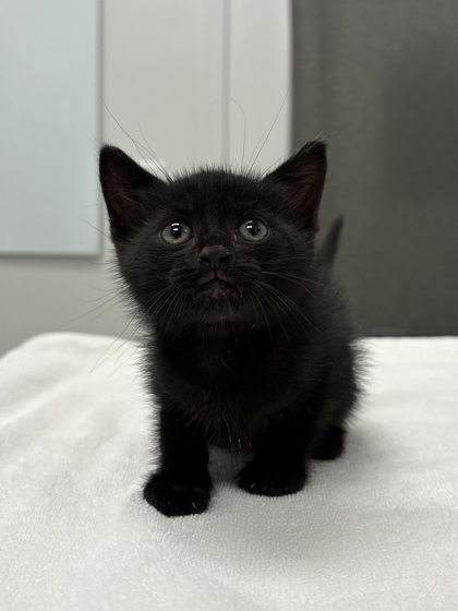 Shelter Stray Male Cat last seen E 41st St & Park Ave, 64130, MO, 7077 Elmwood Ave, Kansas City, MO 64132, USA