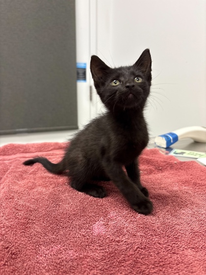 Shelter Stray Male Cat last seen Near N Stoddard Ave, Kansas City, MO 64153, 64153, MO, 7077 Elmwood Ave, Kansas City, MO 64132, USA