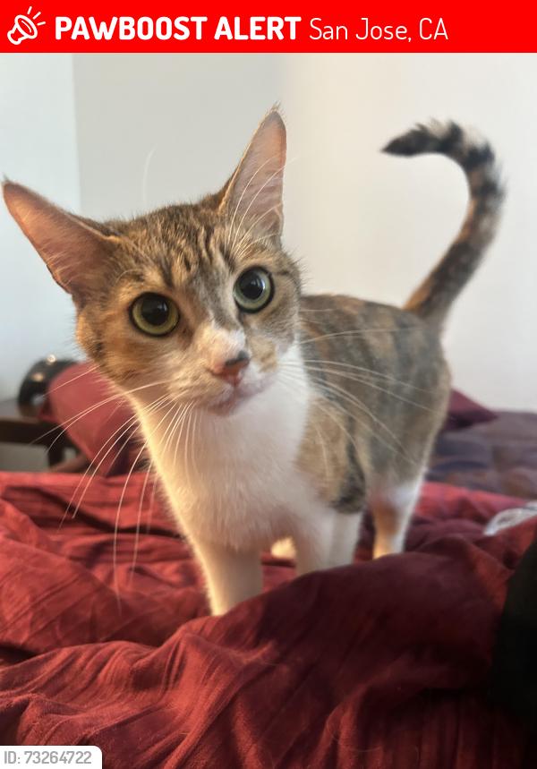 Lost Female Cat last seen virginia and 6th street, San Jose, CA 95112