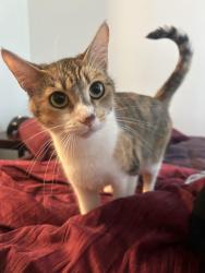 Lost Female Cat last seen virginia and 6th street, San Jose, CA 95112