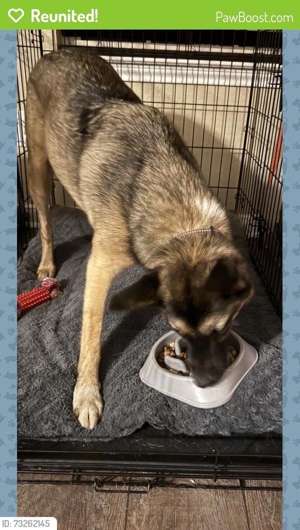 Reunited Male Dog last seen Cole Bridge ln, Cypress, TX 77429