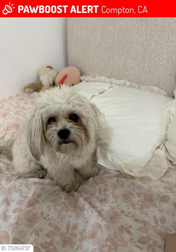 Lost Male Dog last seen Stockwell and Aranbe, Compton, CA 90222