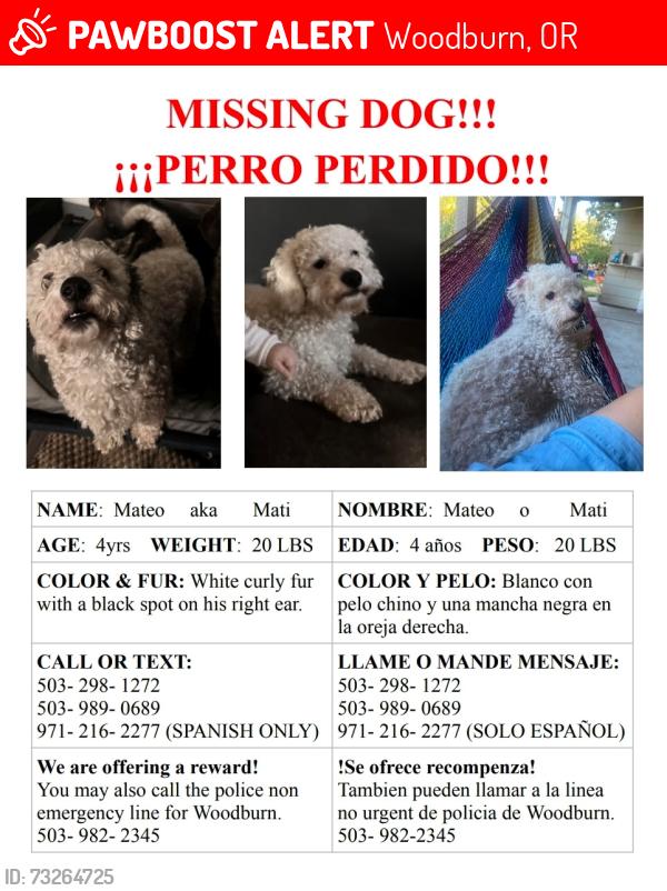 Lost Male Dog last seen Elm St & Young St, Woodburn, OR 97071