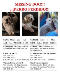 Lost Male Dog last seen Elm St & Young St, Woodburn, OR 97071