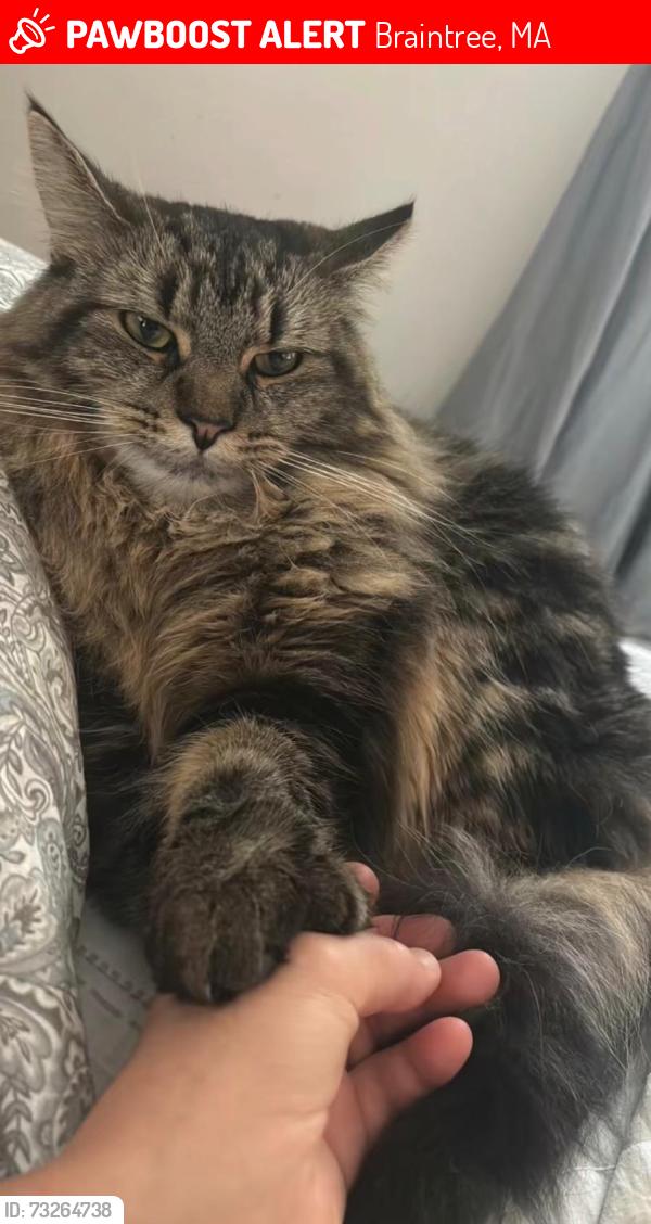 Lost Female Cat last seen Near Union street, Braintree, MA 02184