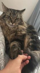 Lost Female Cat last seen Near Union street, Braintree, MA 02184