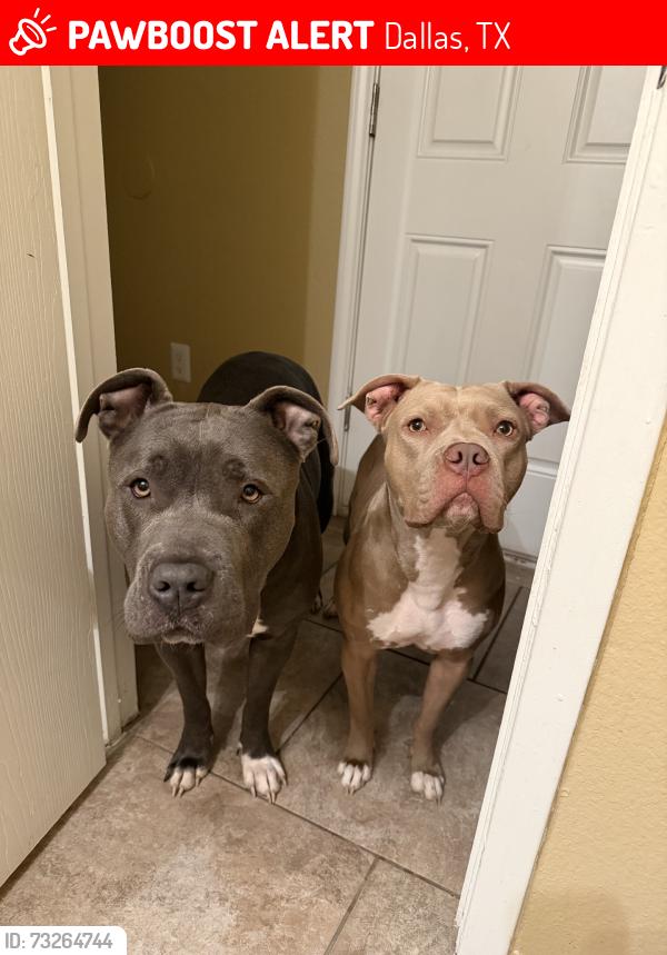 Lost Female Dog last seen Near old ox rd, Dallas, TX 75241