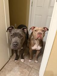 Lost Female Dog last seen Near old ox rd, Dallas, TX 75241