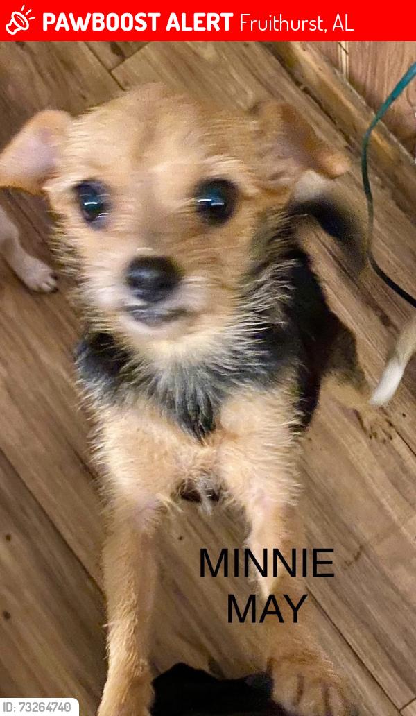 Lost Female Dog last seen Camp grounds church, Fruithurst, AL 36262