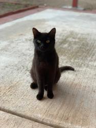 Lost Female Cat last seen Near Gelman Dr backyard, Riverside, CA 92508