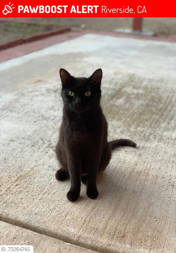 Lost Female Cat last seen Near Gelman Dr backyard, Riverside, CA 92508