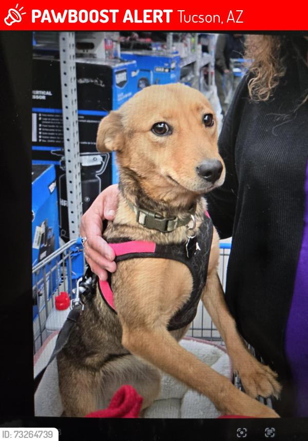 Lost Female Dog last seen Camino Seco & Broadway, Tucson, AZ 85710