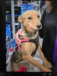 Lost Female Dog last seen Camino Seco & Broadway, Tucson, AZ 85710