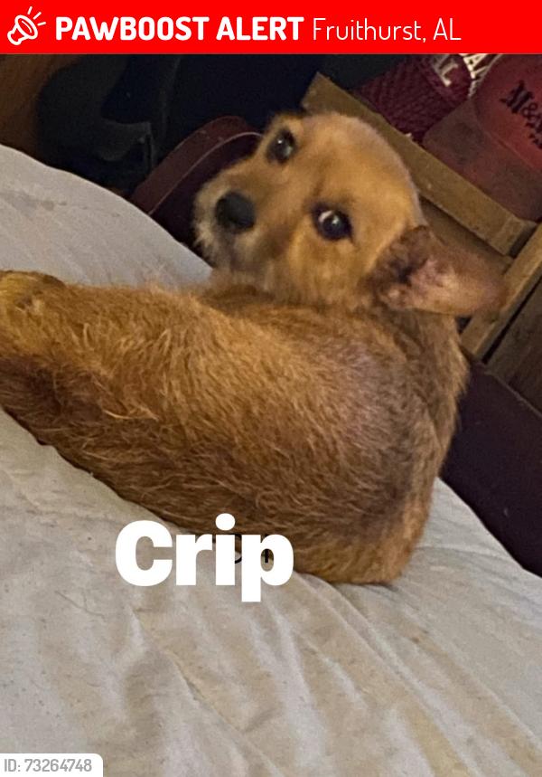 Lost Female Dog last seen Camp ground church, Fruithurst, AL 36262