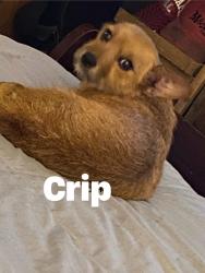 Lost Female Dog last seen Camp ground church, Fruithurst, AL 36262