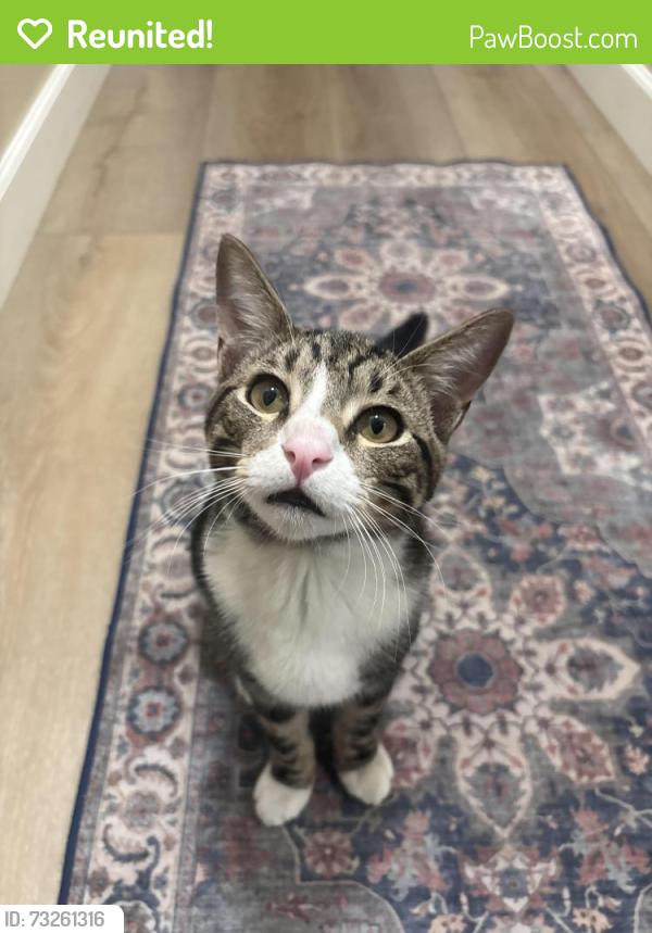 Reunited Male Cat last seen 6th pl and wildwood canyon road, Yucaipa, CA 92399