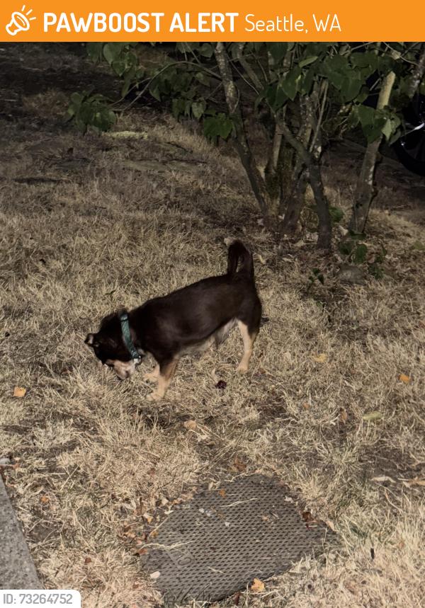 Found/Stray Unknown Dog last seen Pine & 22nd, Seattle, WA 98122