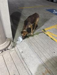Found/Stray Unknown Dog last seen Old Houston rd & 1485, Montgomery County, TX 77302