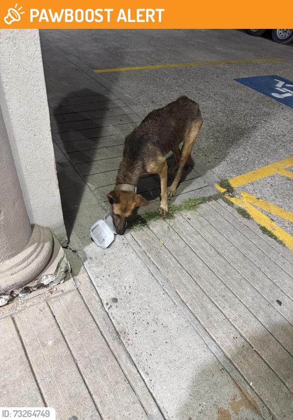 Found/Stray Unknown Dog last seen Old Houston rd & 1485, Montgomery County, TX 77302