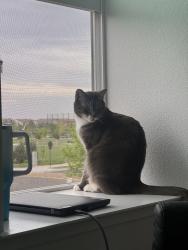 Lost Male Cat last seen Oates Pl and Tradition St, Tracy, CA 95391