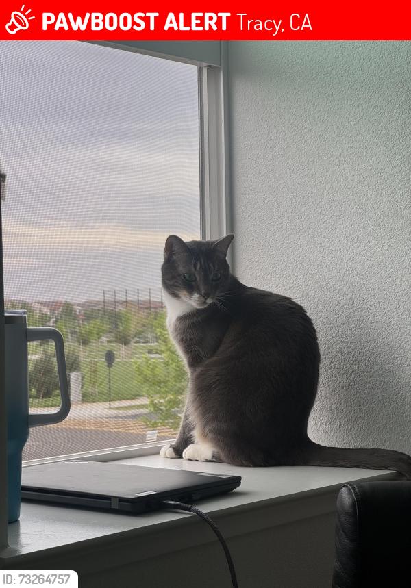 Lost Male Cat last seen Oates Pl and Tradition St, Tracy, CA 95391