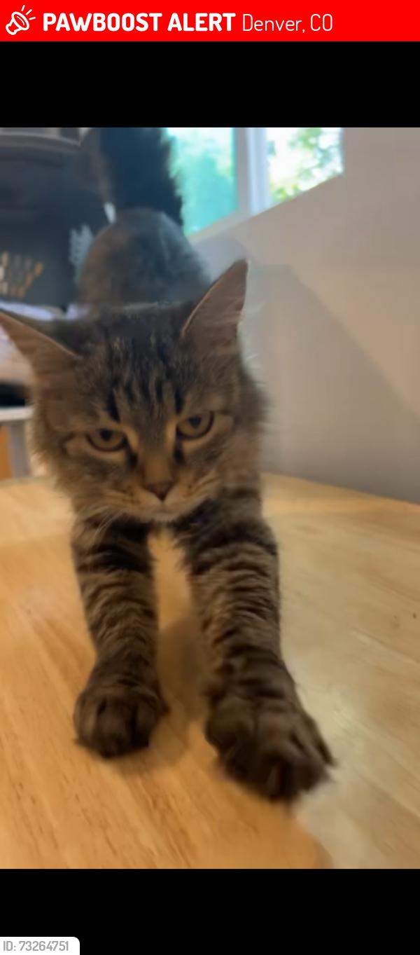 Lost Female Cat last seen Harvey park, Denver, CO 80219