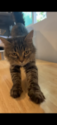 Lost Female Cat last seen Harvey park, Denver, CO 80219