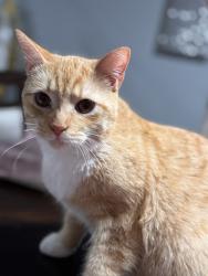 Lost Male Cat last seen Trasher ct, Norcross, GA 30093