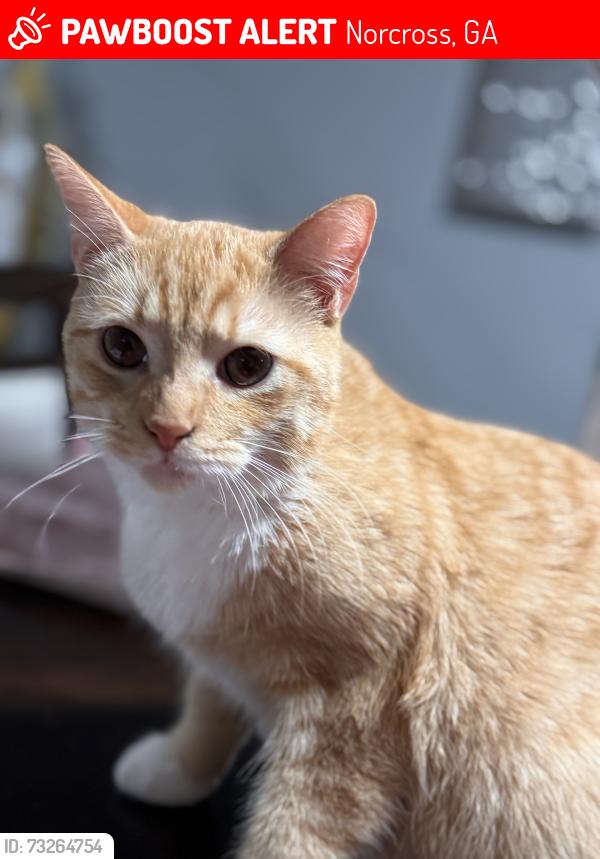 Lost Male Cat last seen Trasher ct, Norcross, GA 30093