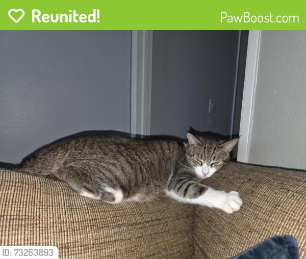 Reunited Male Cat last seen Hill st and Escalon Dr in Oxnard, Oxnard, CA 93035