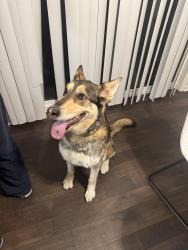 Found/Stray Unknown Dog last seen Shaw and brawley, Fresno, CA 93722
