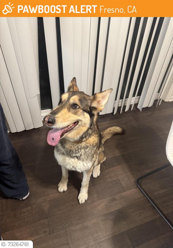 Found/Stray Unknown Dog last seen Shaw and brawley, Fresno, CA 93722