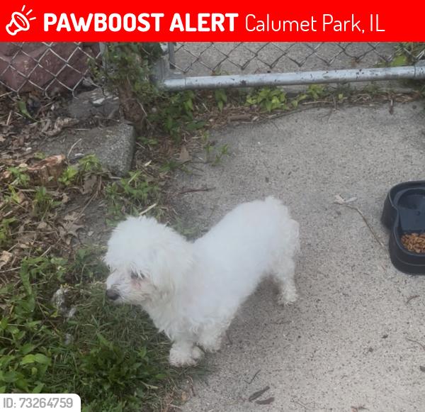 Lost Female Dog last seen Near and Throop police station, Calumet Park, IL 60827